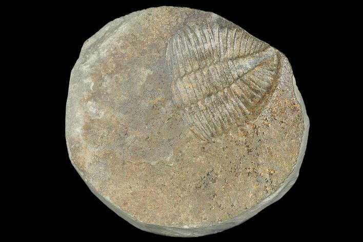 Partial Ogyginus Cordensis - Classic British Trilobite #103141